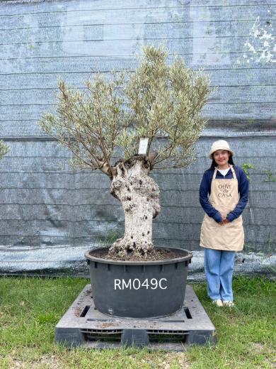Hot Olive Tree · Promotion