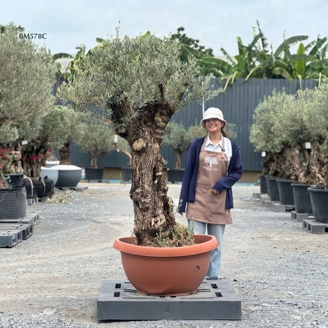 Hot Olive Tree · Promotion