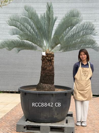 Rare Silver Cycad · CB · 90 cm
