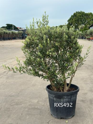 Starter Olive · XS