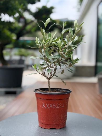 Starter Olive · XXS A