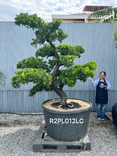 Podocarpus Bonsai · Large · LC