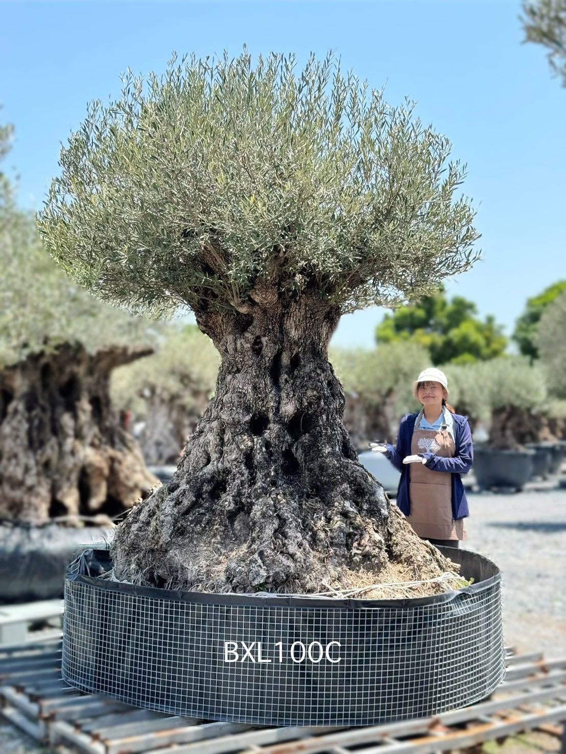 Ancient Olive · XLC
