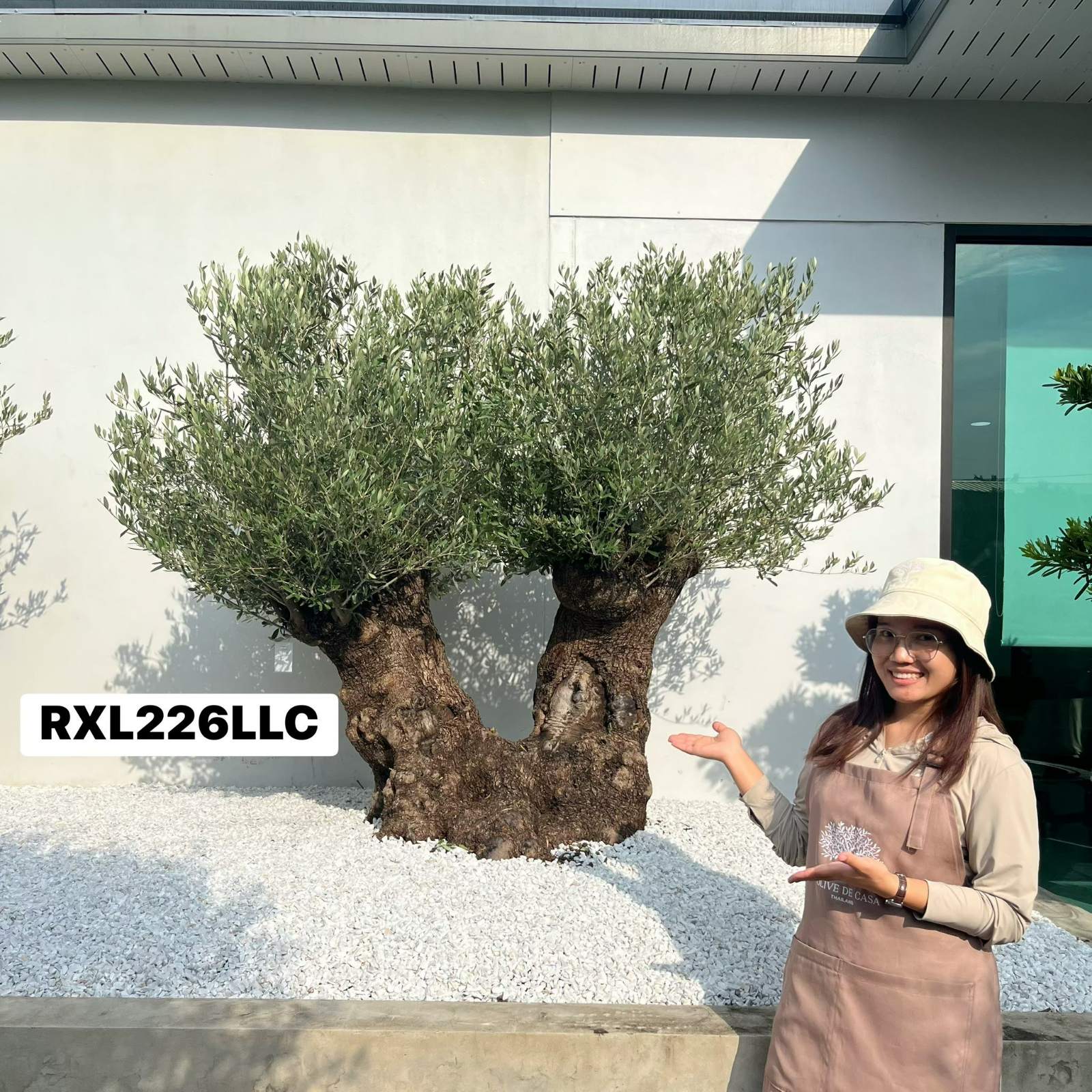 Ancient Olive · XLDB