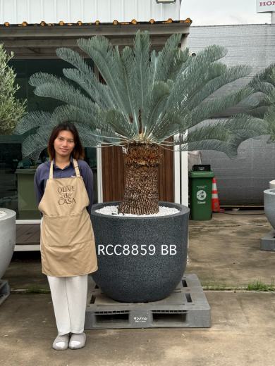 Rare Silver Cycad · BB · 70 cm