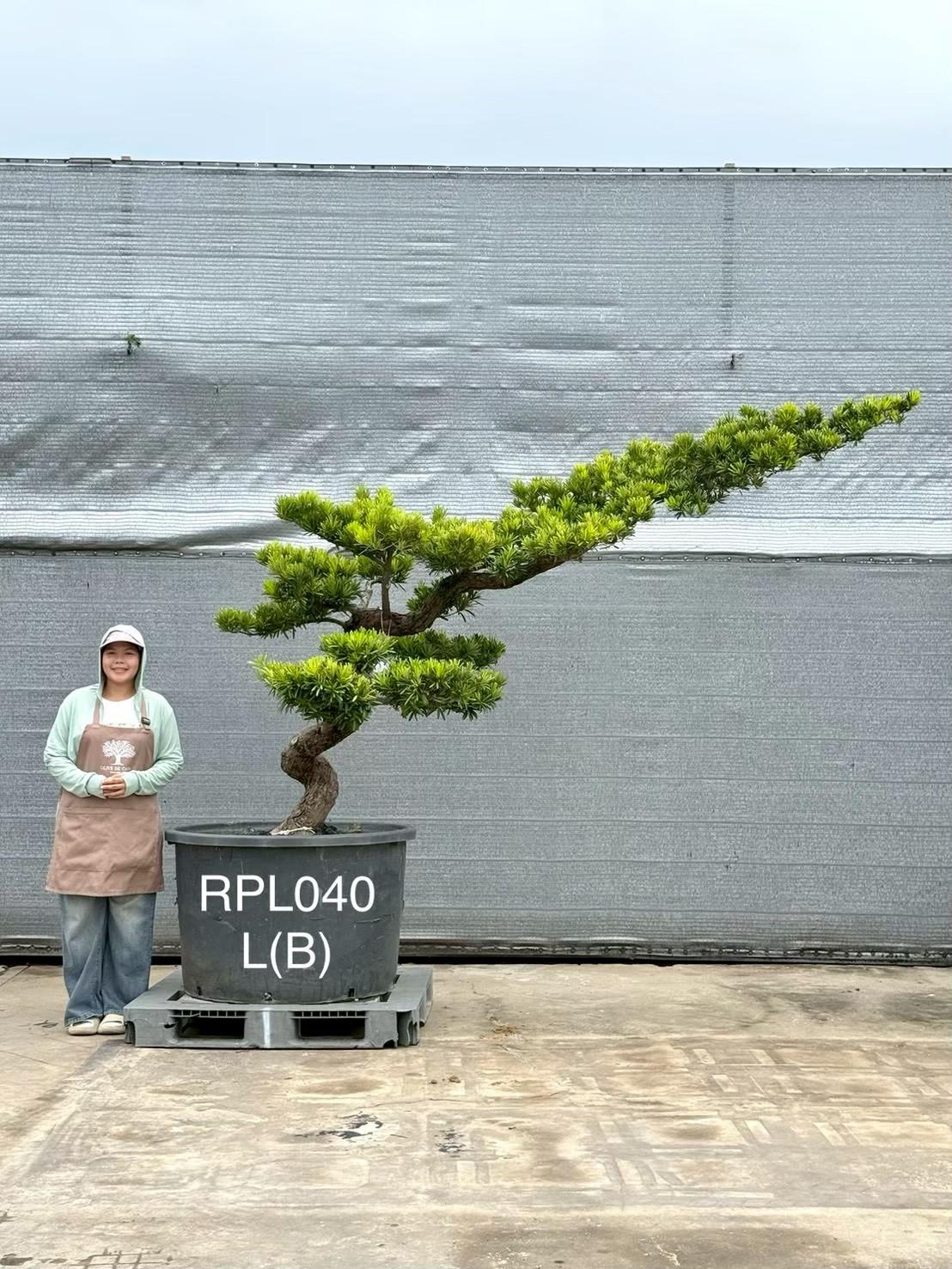 Podocarpus Bonsai · Large · LB