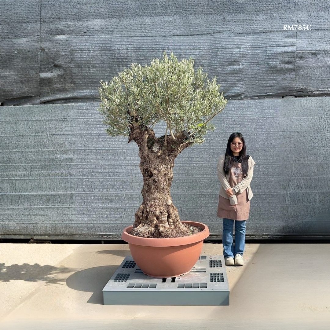 Hot Olive Tree · Promotion