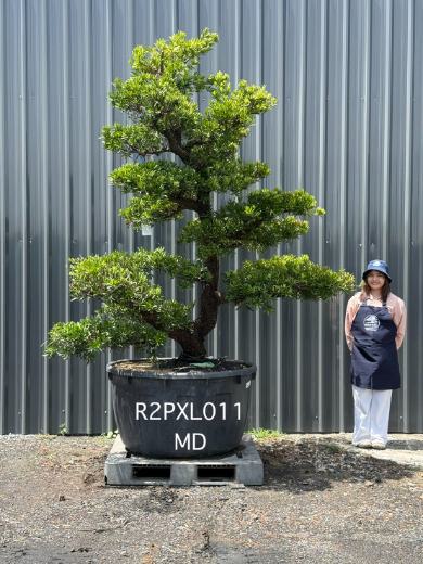 Podocarpus Bonsai · Large · MD