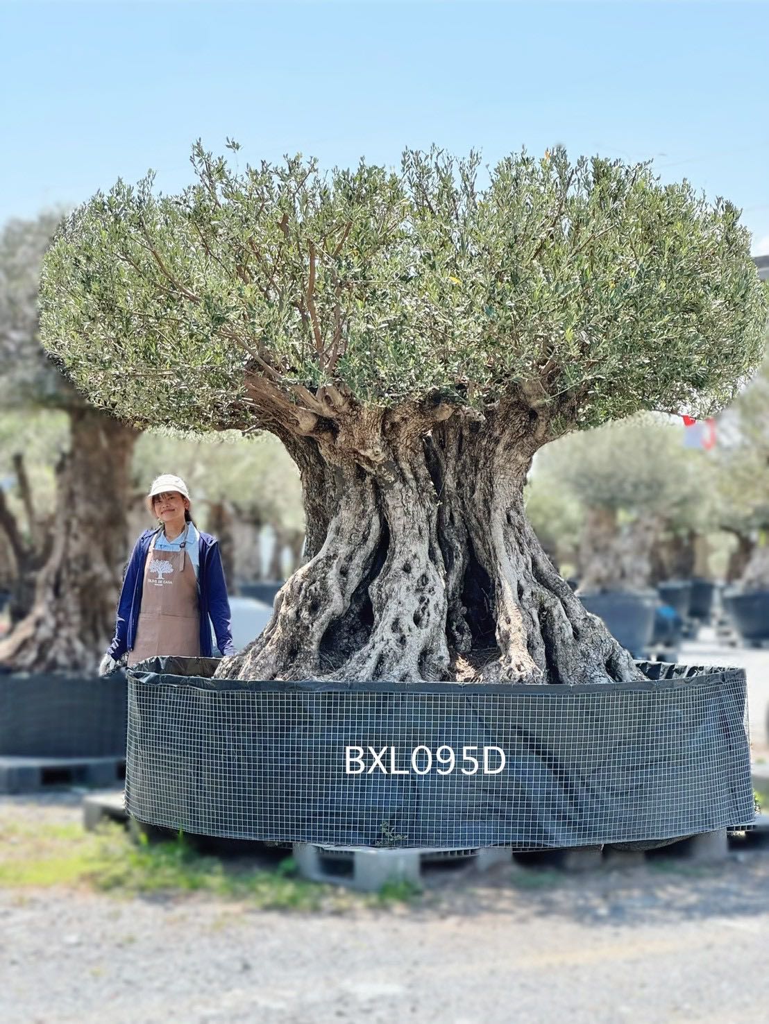Ancient Olive · XLD