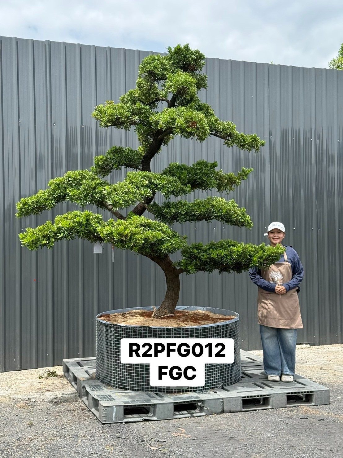 Imperial Podocarpus · FGC
