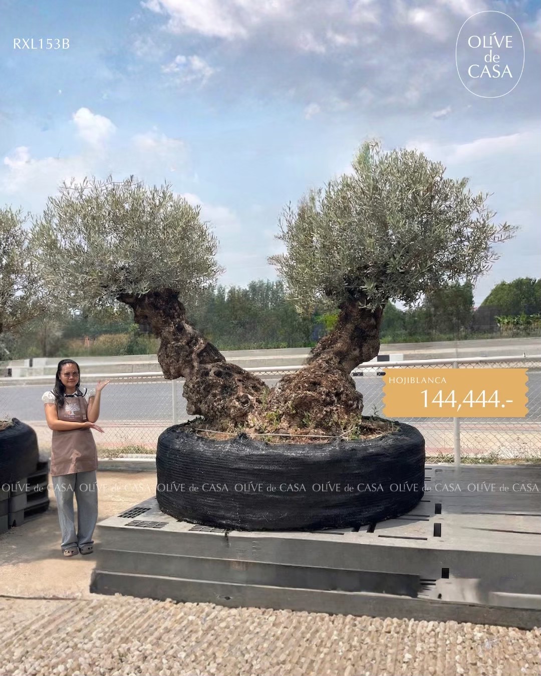 Hot Olive Tree · Promotion