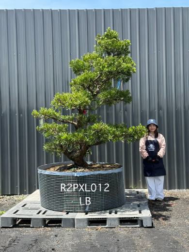 Podocarpus Bonsai · Large · LB