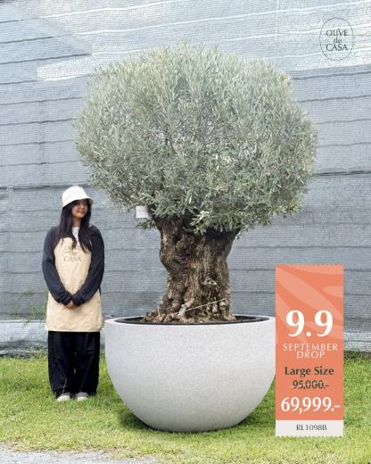 Hot Olive Tree · Promotion