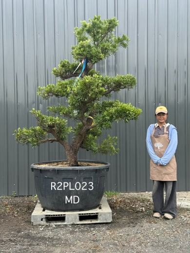 Podocarpus Bonsai · Large · MD