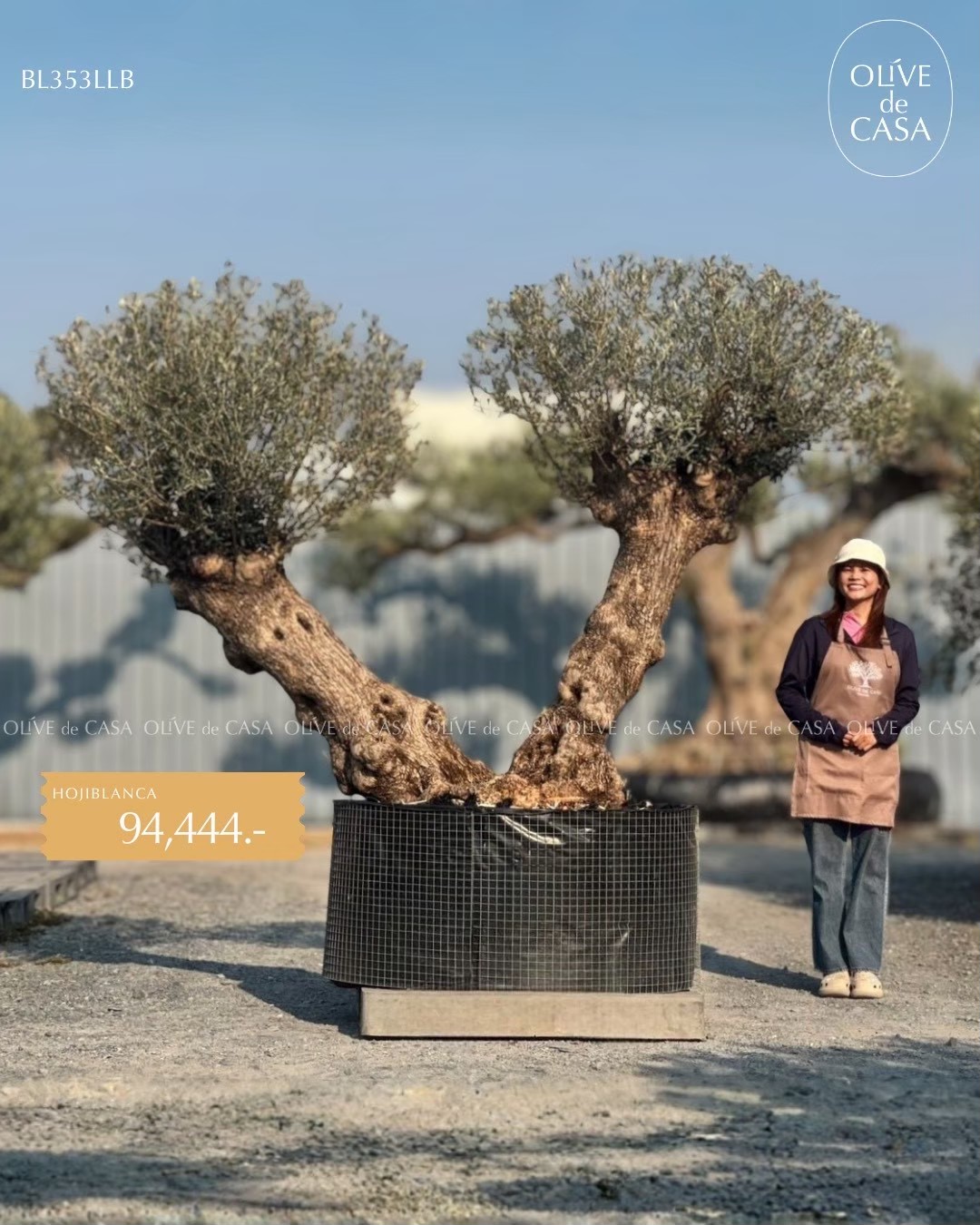 Hot Olive Tree · Promotion