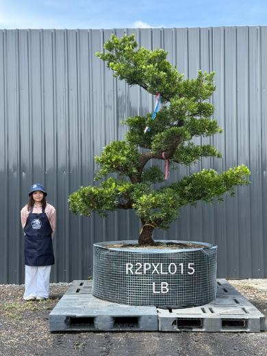 Podocarpus Bonsai · Large · LB