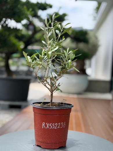 Starter Olive · XXS A