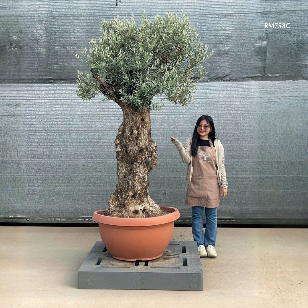 Hot Olive Tree · Promotion