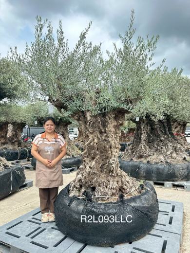 Ancient Olive · LLC
