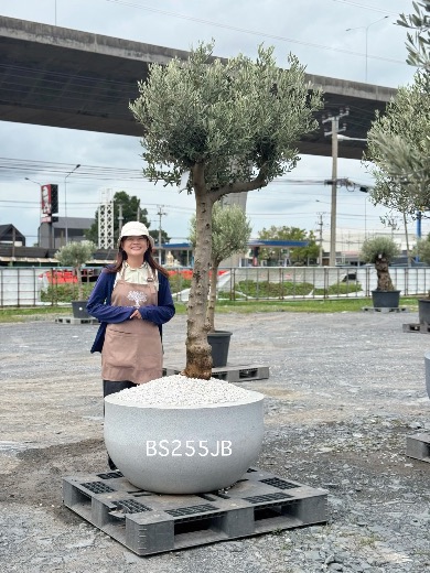 Olive Pot Size · SJB