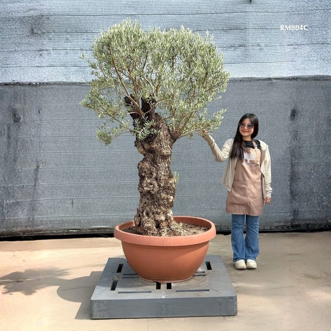 Hot Olive Tree · Promotion