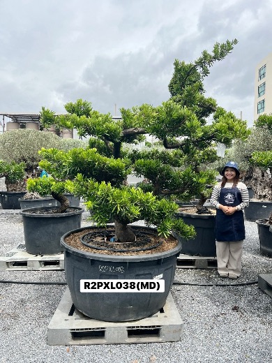 Podocarpus Bonsai · Large · MD