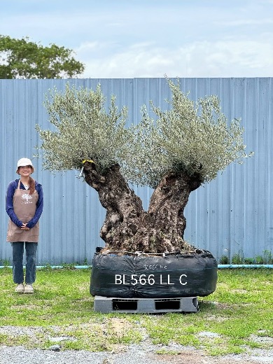 Ancient Olive · XLDB