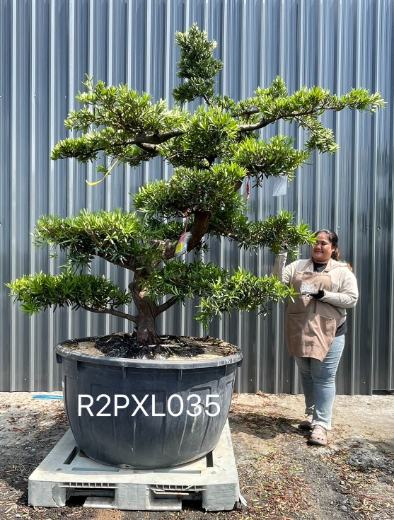Podocarpus Bonsai · Large · LA