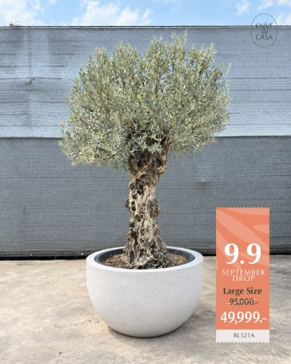 Hot Olive Tree · Promotion