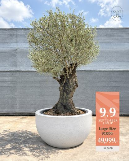 Hot Olive Tree · Promotion