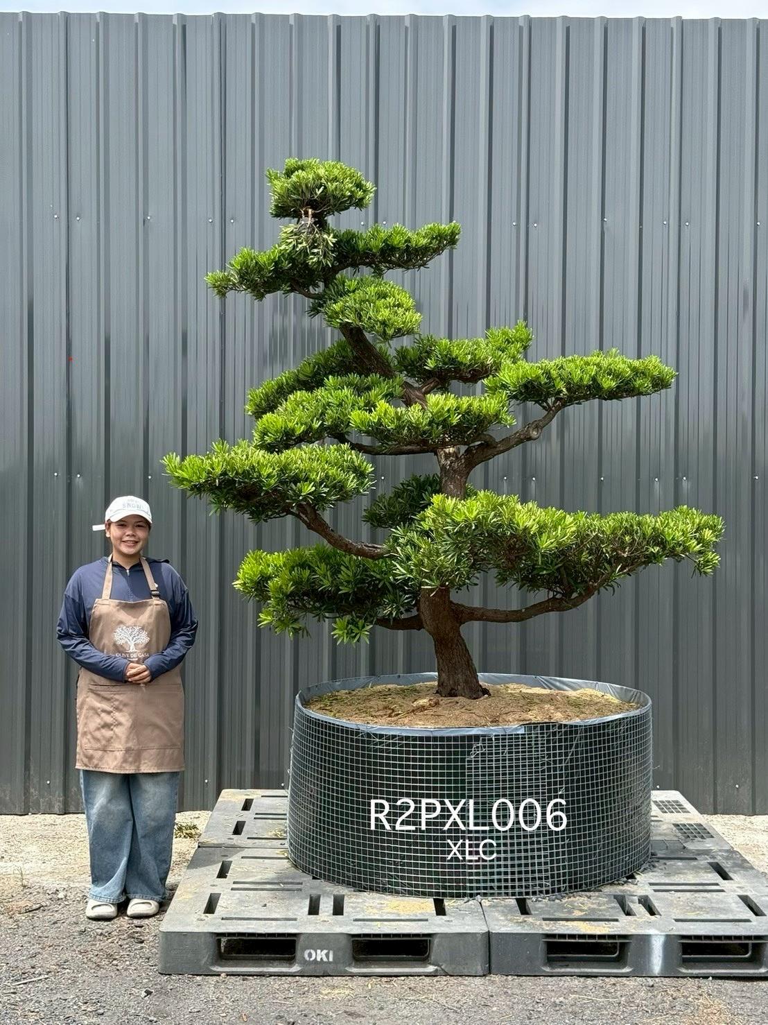 Imperial Podocarpus · XLC