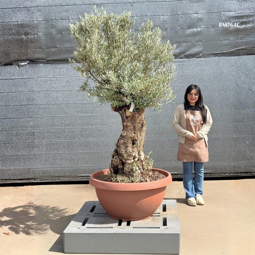 Hot Olive Tree · Promotion