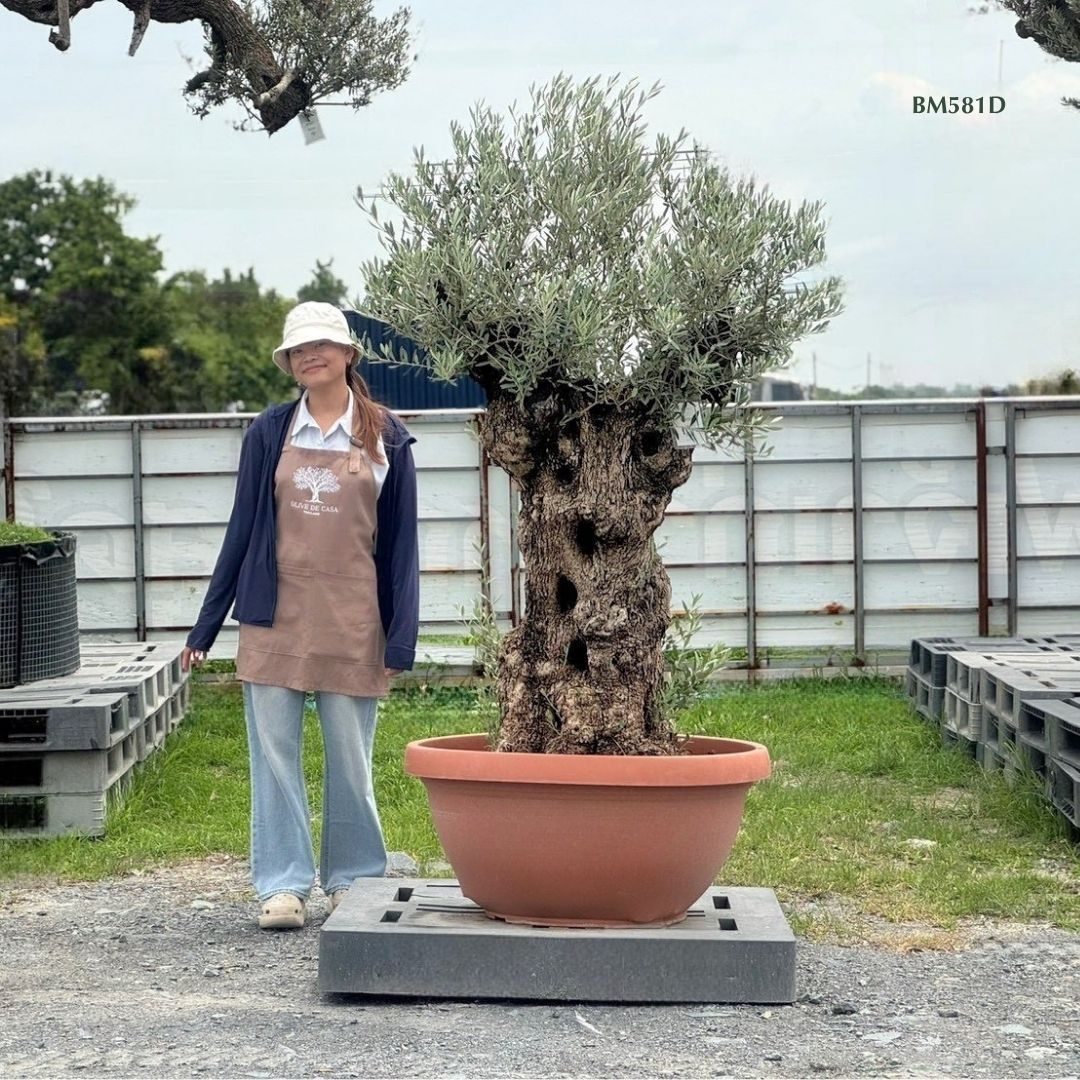 Hot Olive Tree · Promotion