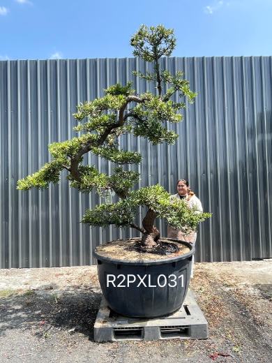Podocarpus Bonsai · Large · LA
