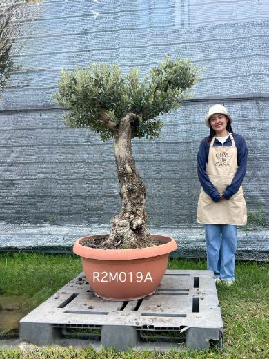 Hot Olive Tree · Promotion