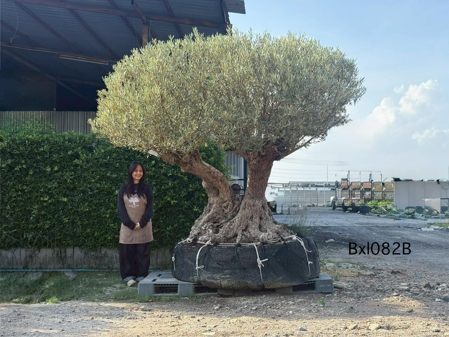 Ancient Olive · XLDB