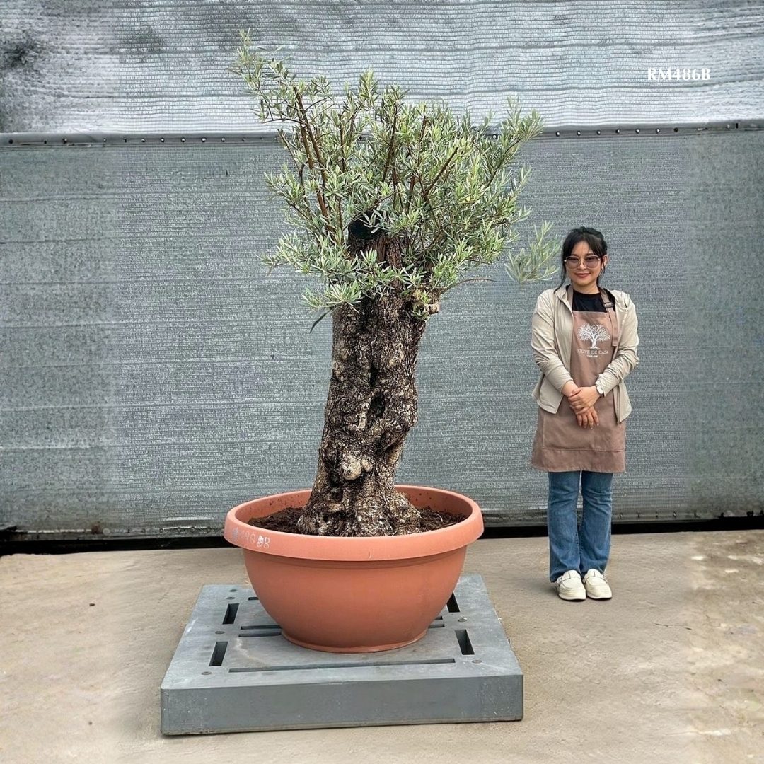 Hot Olive Tree · Promotion