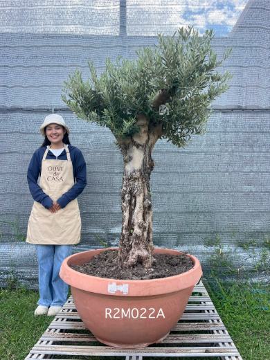 Hot Olive Tree · Promotion