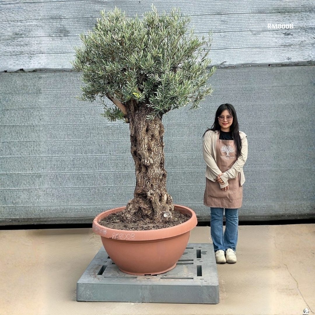 Hot Olive Tree · Promotion