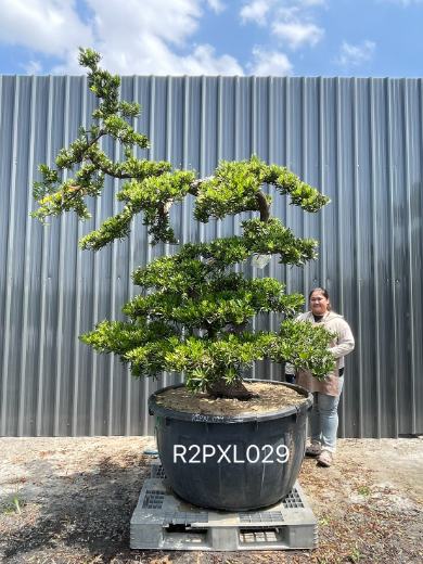 Podocarpus Bonsai · Large · LA