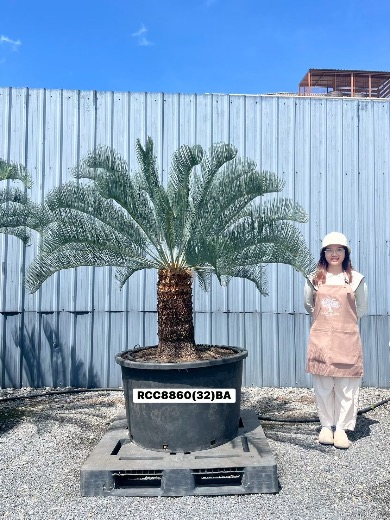 Rare Silver Cycad · BA · 60 cm