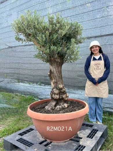 Hot Olive Tree · Promotion