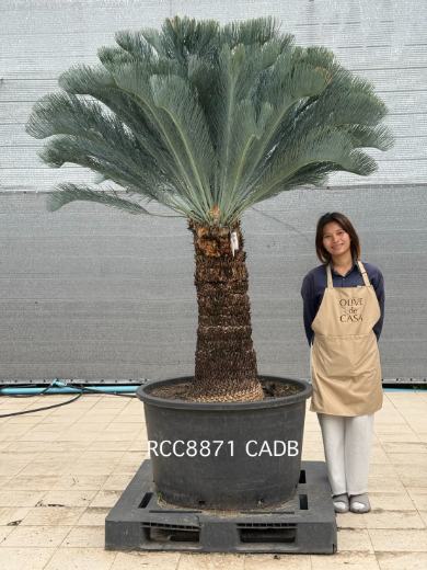 Rare Silver Cycad · CB · 90 cm