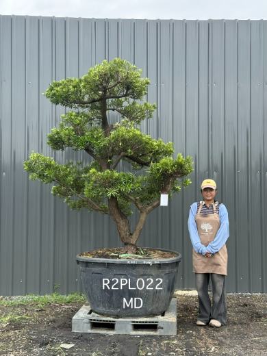 Podocarpus Bonsai · Large · MD