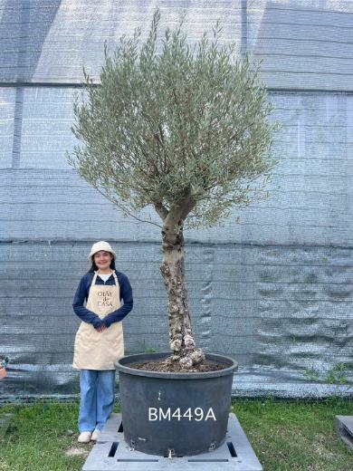 Hot Olive Tree · Promotion