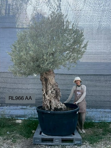 Hojiblanca · Large · LAA