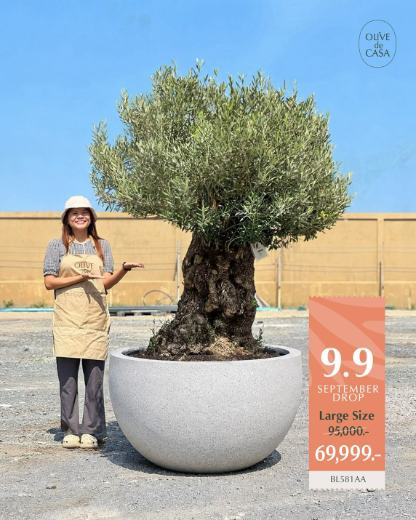 Hot Olive Tree · Promotion