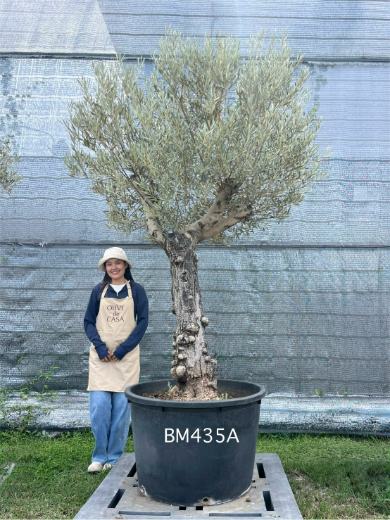 Hot Olive Tree · Promotion