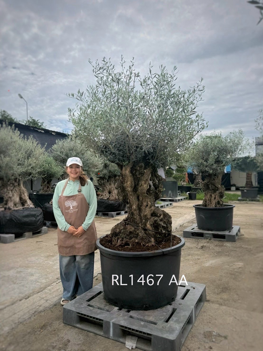 Hojiblanca · Large · LAA