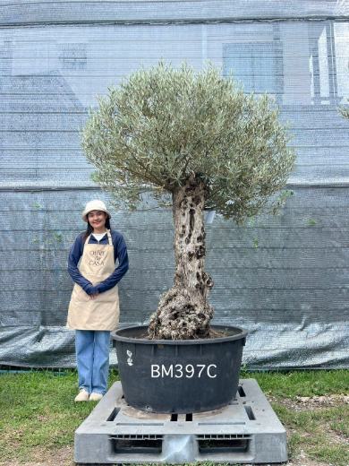Hot Olive Tree · Promotion